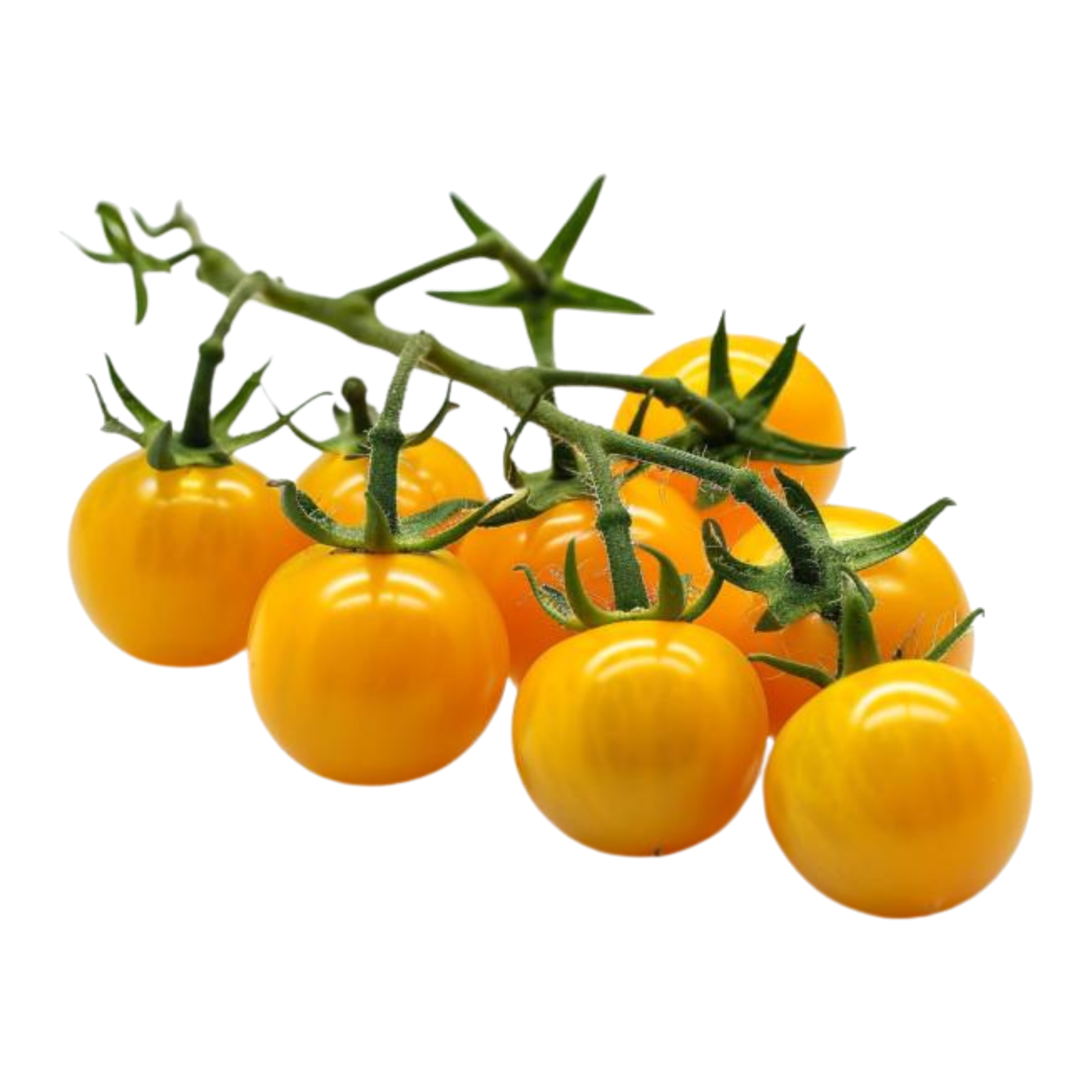 Buy Fresh Yellow Cherry Tomatoes in Bhopal - SubziQuick